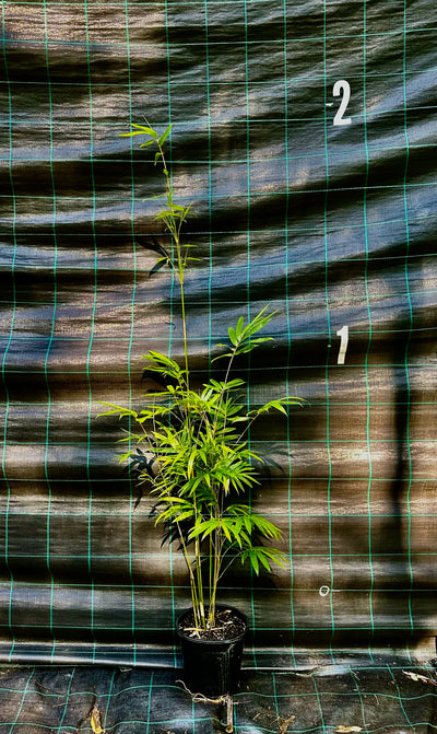 Slender Weavers bamboo (Bambusa textilis Gracilis)