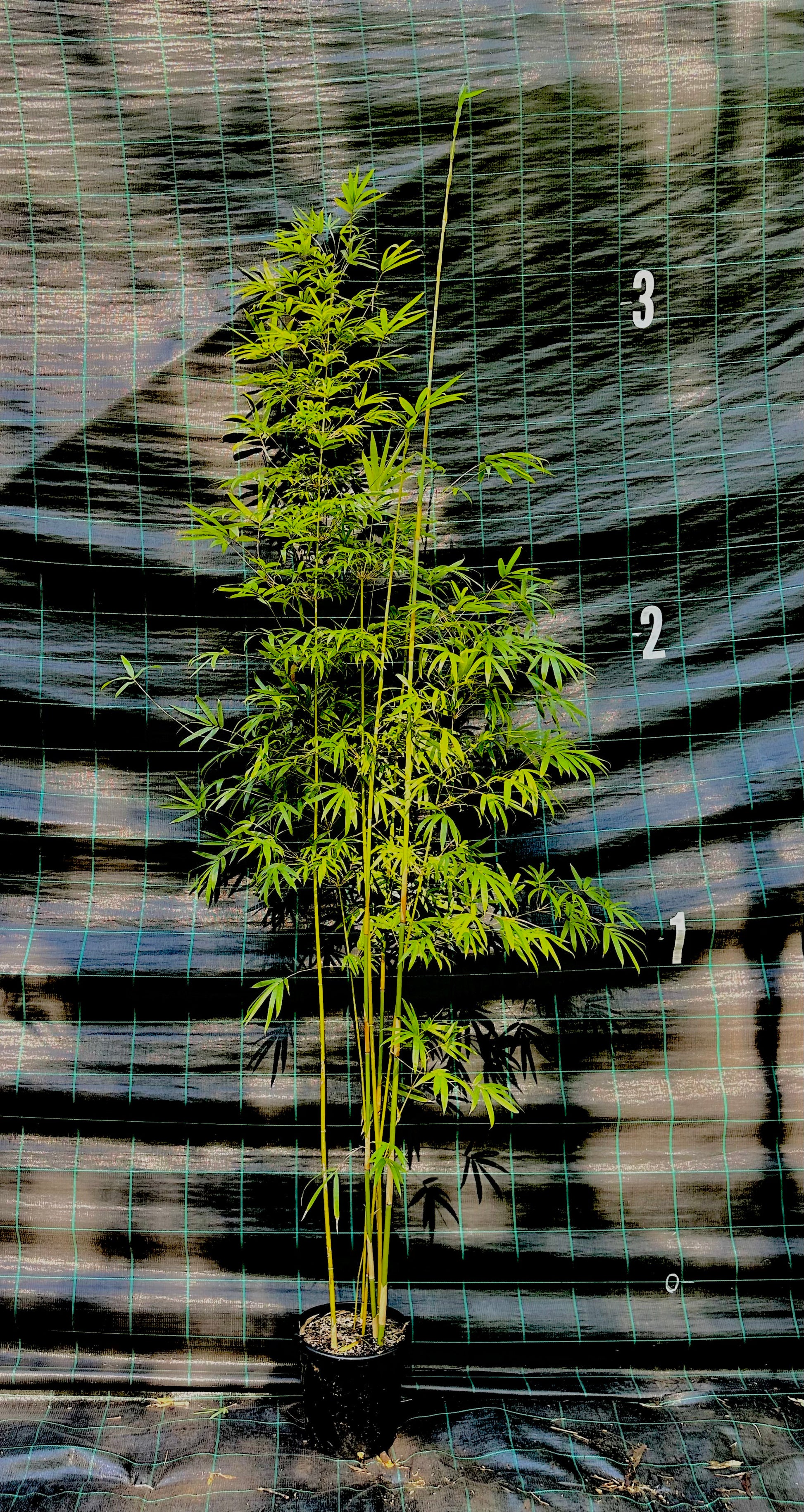 Slender Weavers bamboo (Bambusa textilis Gracilis)