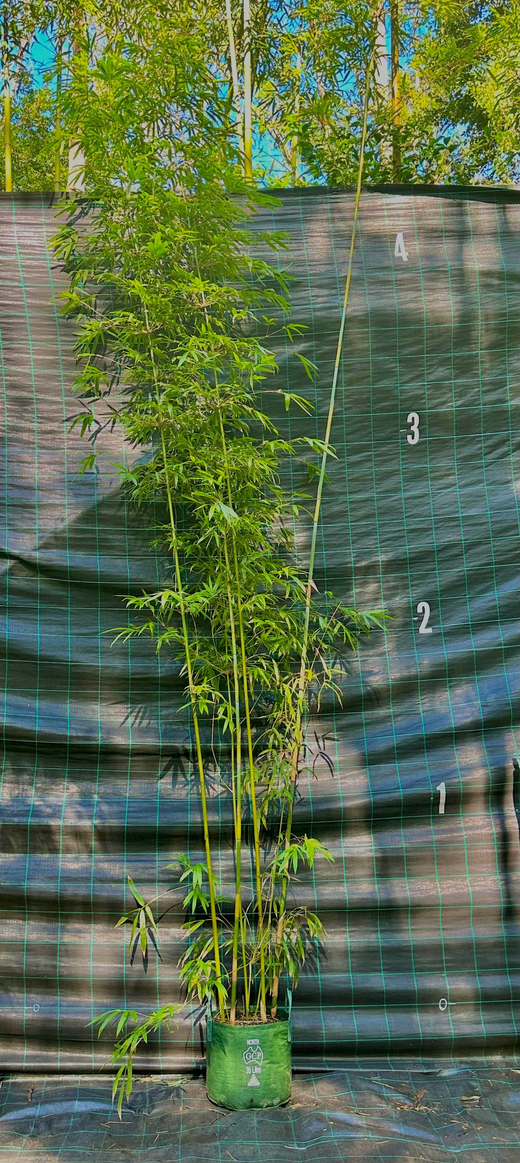 Slender Weavers bamboo (Bambusa textilis Gracilis)