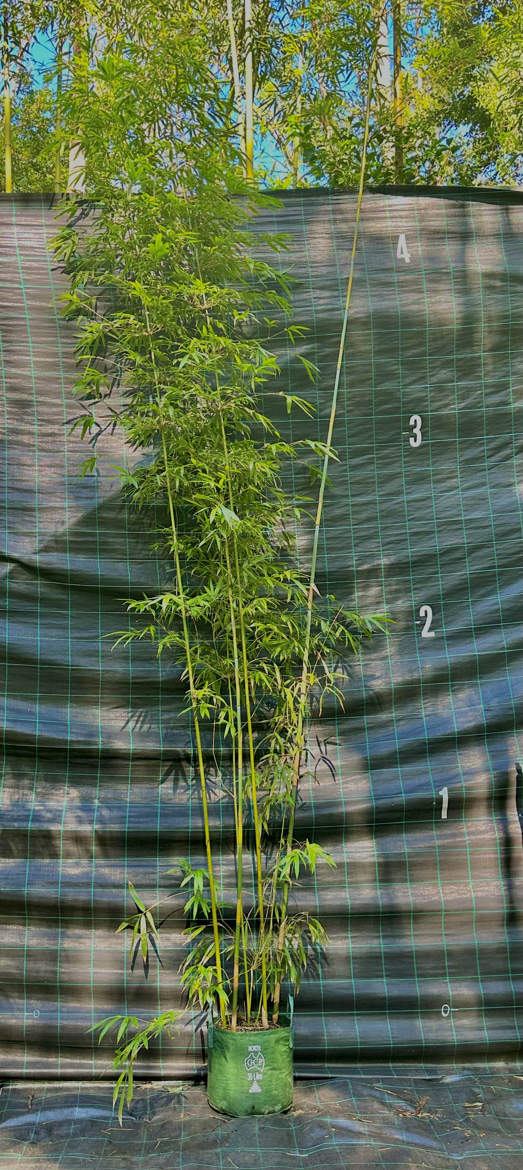 Slender Weavers bamboo (Bambusa textilis Gracilis)