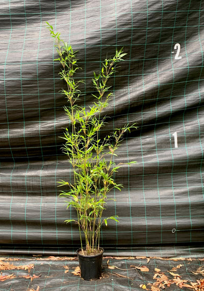 Black Friday Sale 2025 Slender Weavers bamboo (Bambusa textilis Gracilis 250mm)