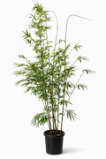 Gracilis Bamboo (Bambusa textilis ‘Gracilis’)