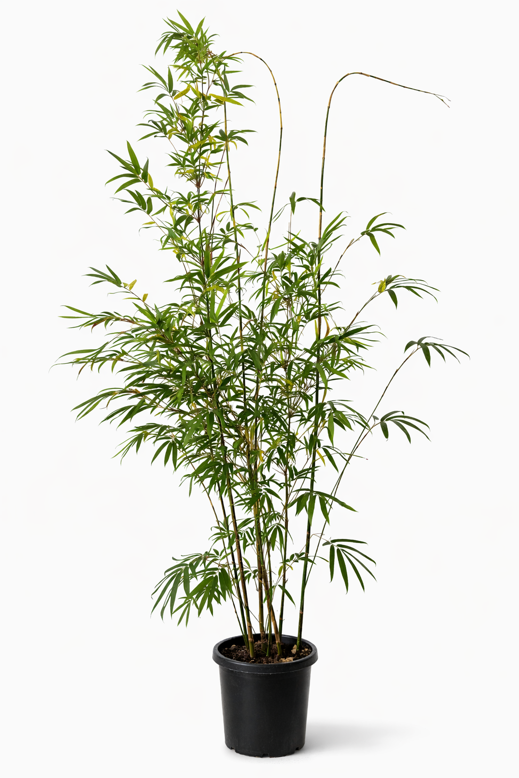 Slender Weavers Bamboo (Bambusa textilis ‘Gracilis’)