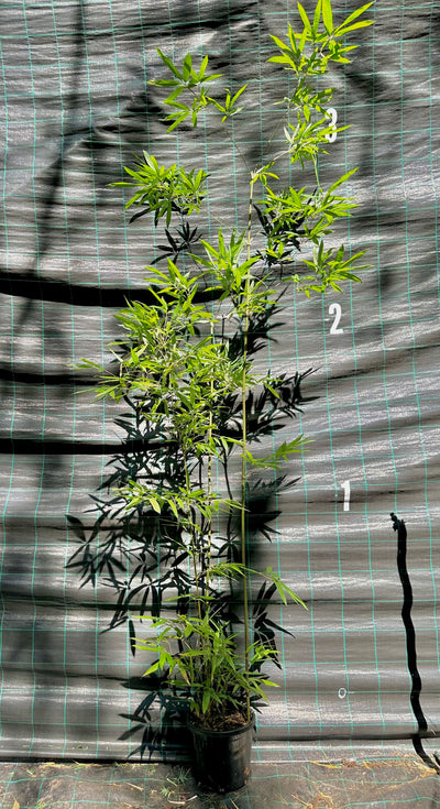 Temple bamboo (Sinobambusa tootsik)