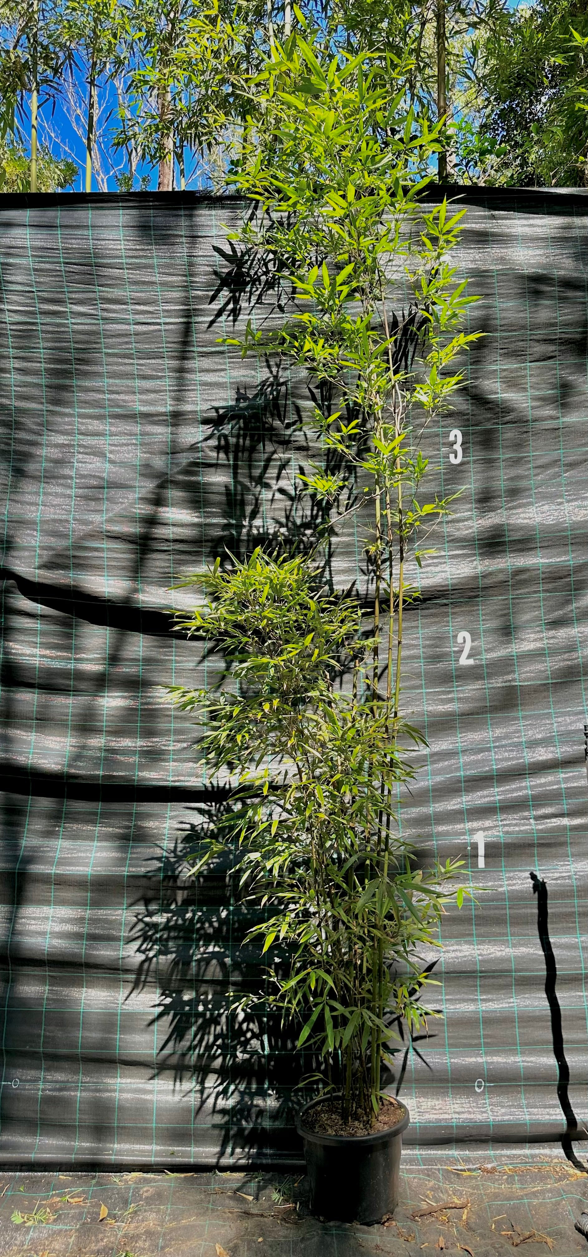 Temple bamboo (Sinobambusa tootsik)