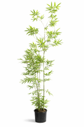 Temple Bamboo (Sinobambusa tootsik). We stock 300mm, 400mm & 500mm pot sizes for instant aesthetics. Please contact for price and availability