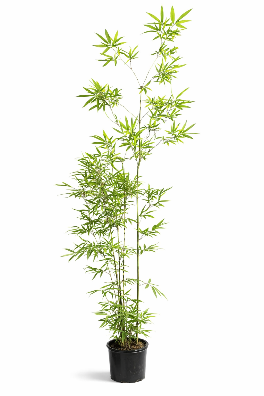 Temple Bamboo (Sinobambusa tootsik). We stock 300mm, 400mm & 500mm pot sizes for instant aesthetics. Please contact for price and availability