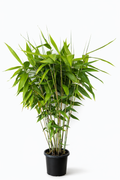 Tiger Grass (Thysanolaena latifolia)