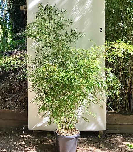 Walking Stick bamboo (Qiongzhuea tumidissinoda)
