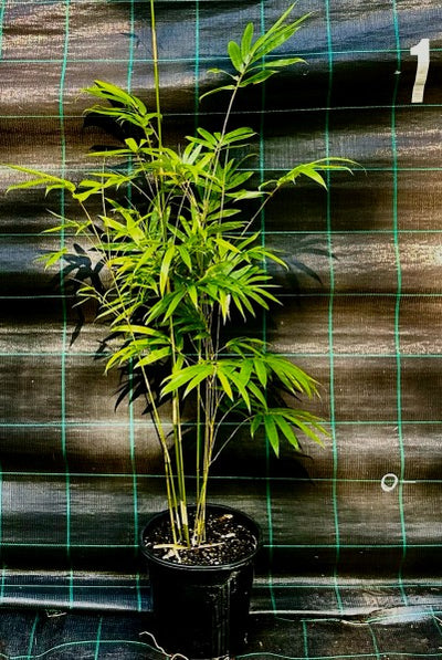 Slender Weavers bamboo (Bambusa textilis Gracilis)