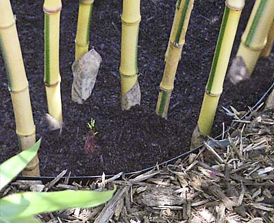 planter detail