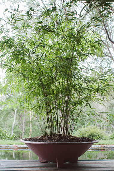 katsura pot