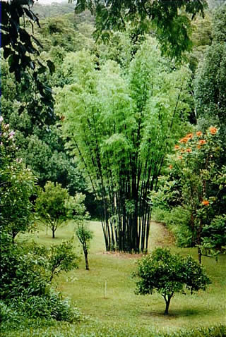 mature timor clump