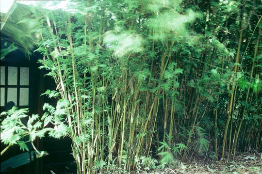 stripestem hedge