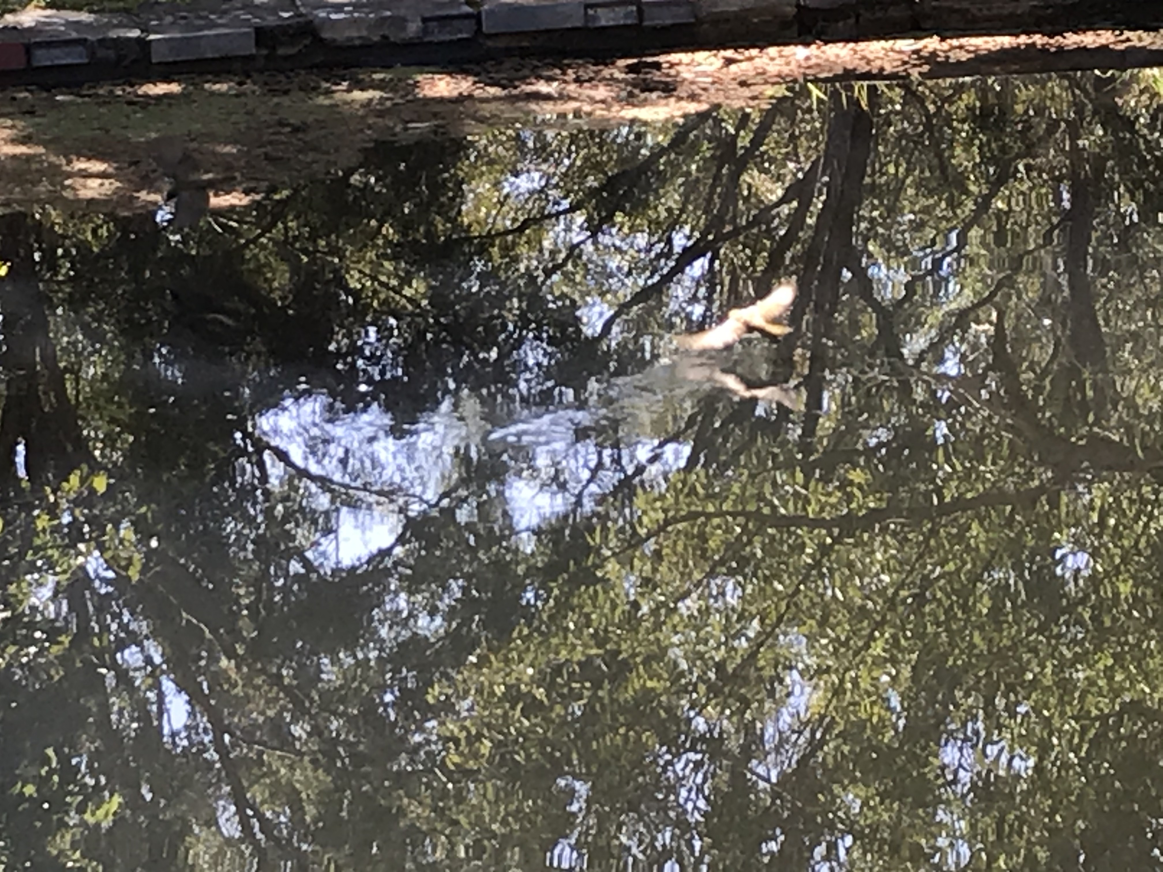 Bellbird bathing